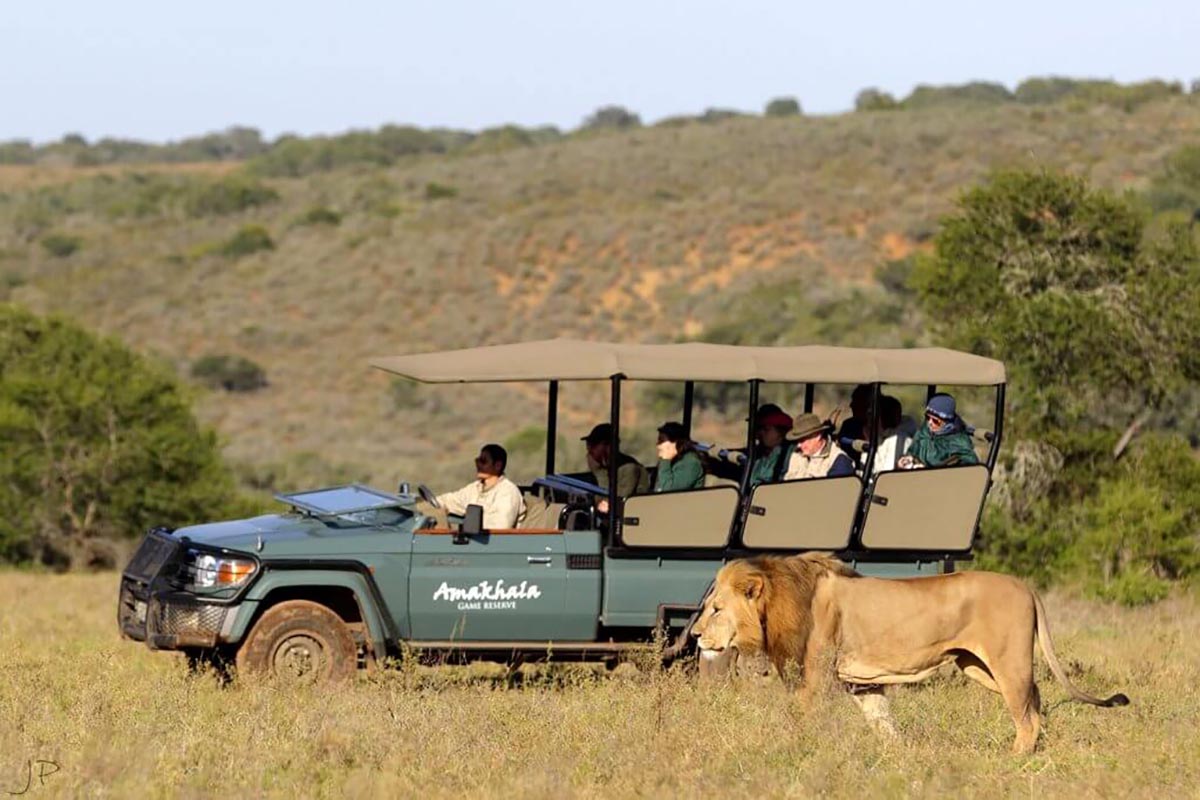 Bukela Game Lodge - Amakhala Game Reserve