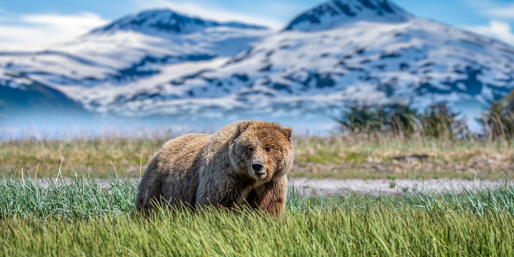 Bear Necessities: Top Destinations for Unforgettable Bear Encounters