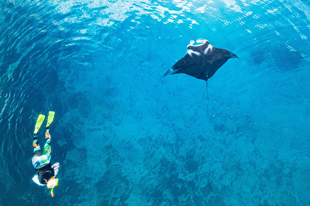 Snorkel with Manta Rays at Manta Ray Village