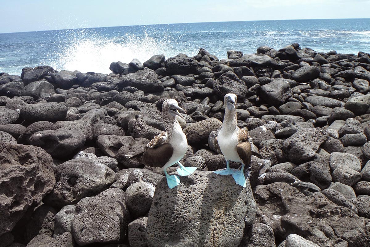 Blue-Footed Boobies