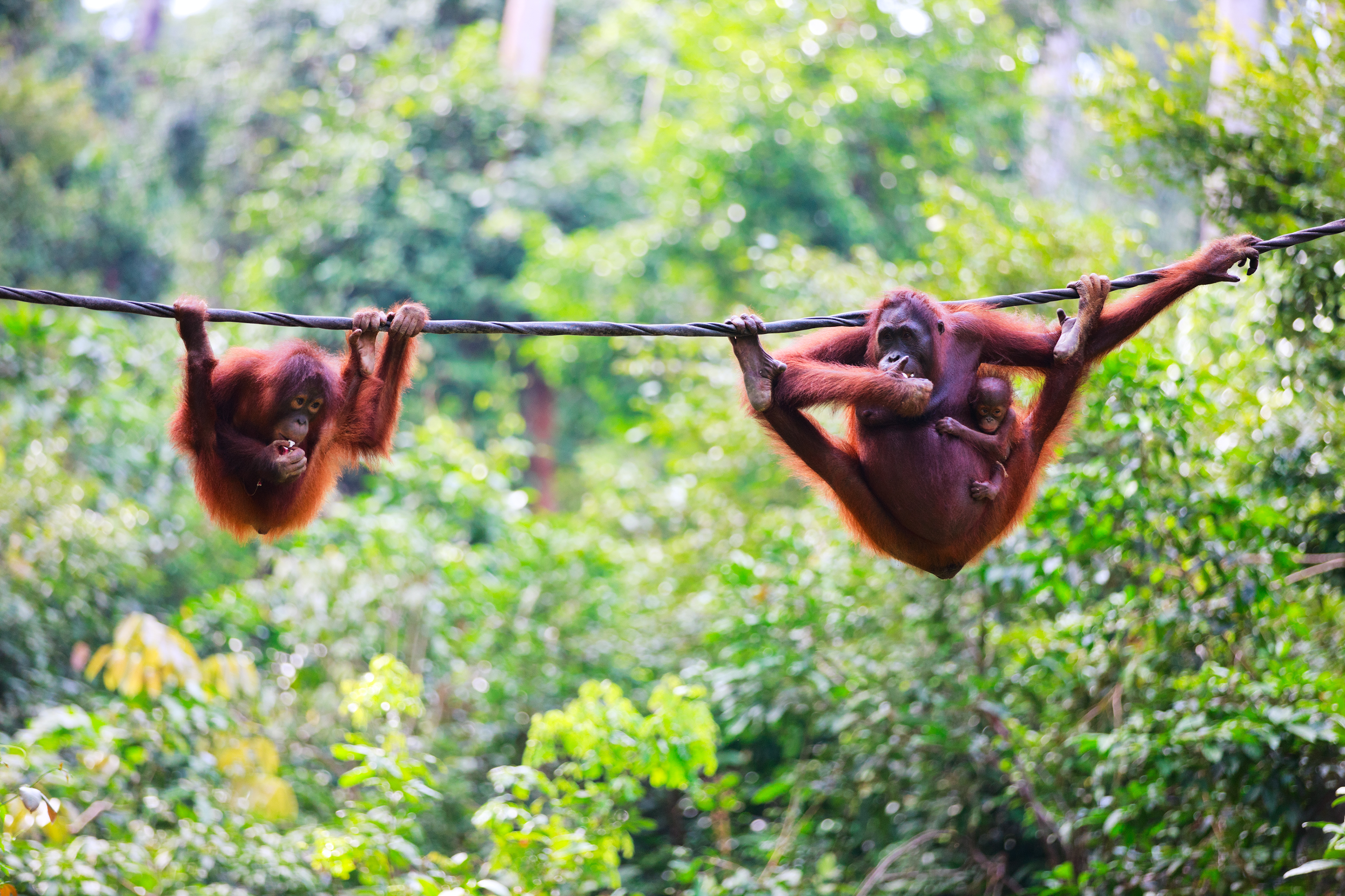 Sepilok Orangutan Rehabilitation Centre, Sandakan