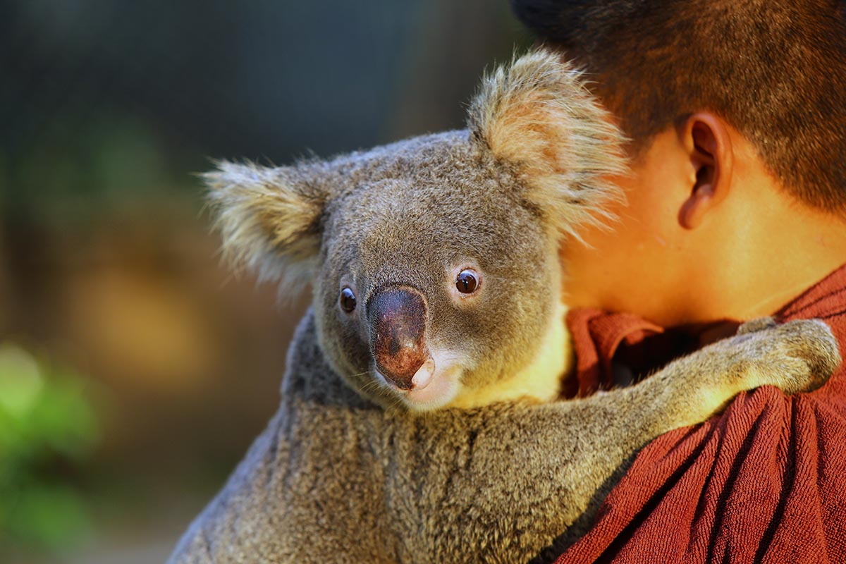 River Cruise and Koala Sanctuary Visit