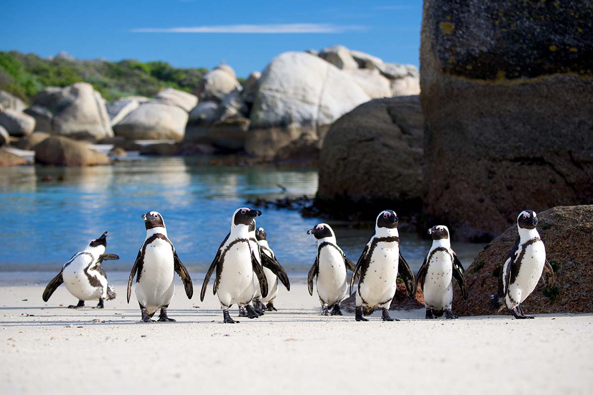 Table Mountain & Cape Point Tour