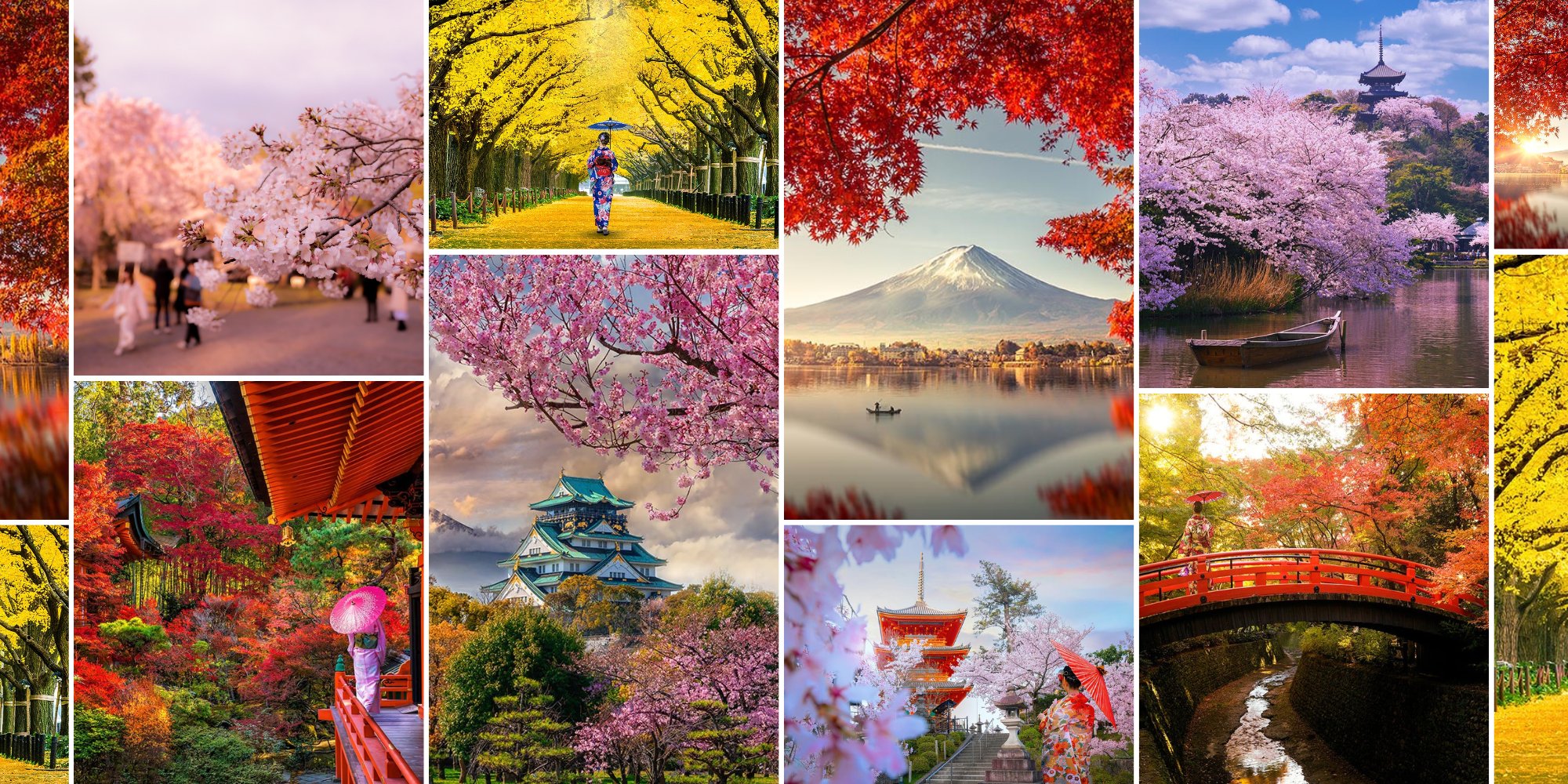 Japan in Bloom or Ablaze? Uncover the Magic of Sakura vs Autumn Foliage