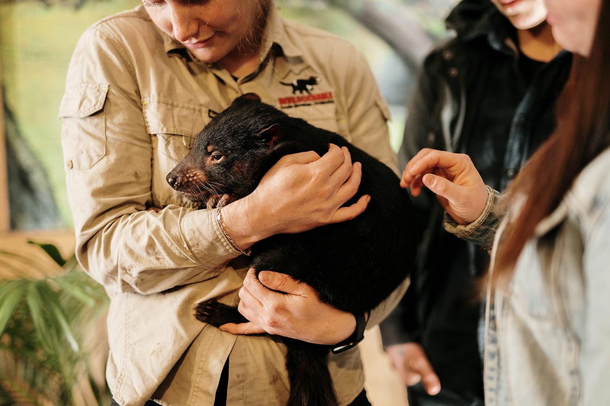 Tasmanian Devil After Dark Feeding Experience