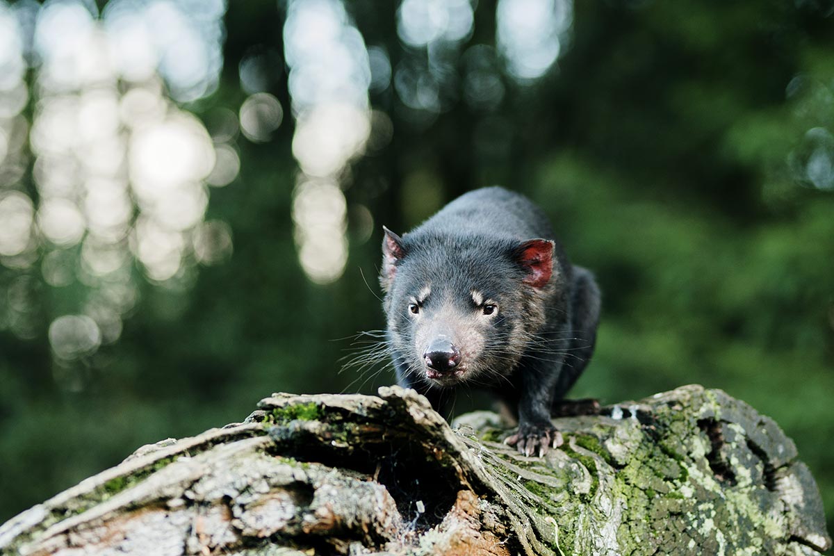 Tasmanian Devil After Dark Feeding Experience