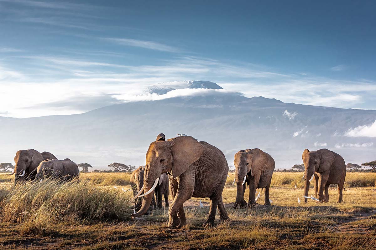 Amboseli National Park, Kenya