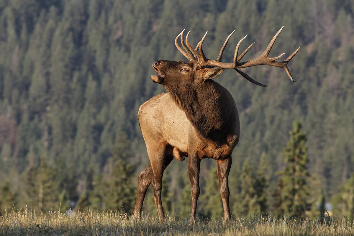 Elk National Park, Alberta