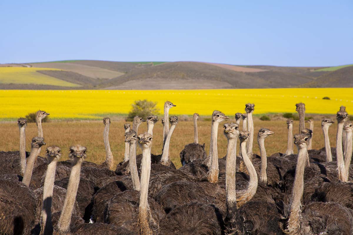 Karoo Desert