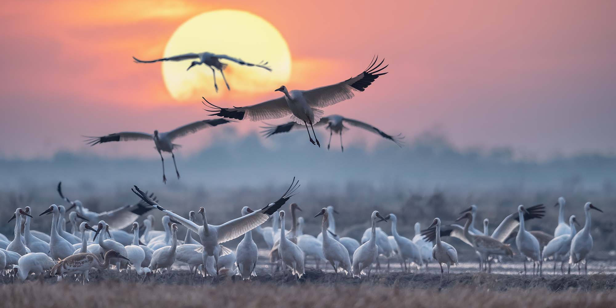 Flying High: Where to Witness Migratory Birds in Action