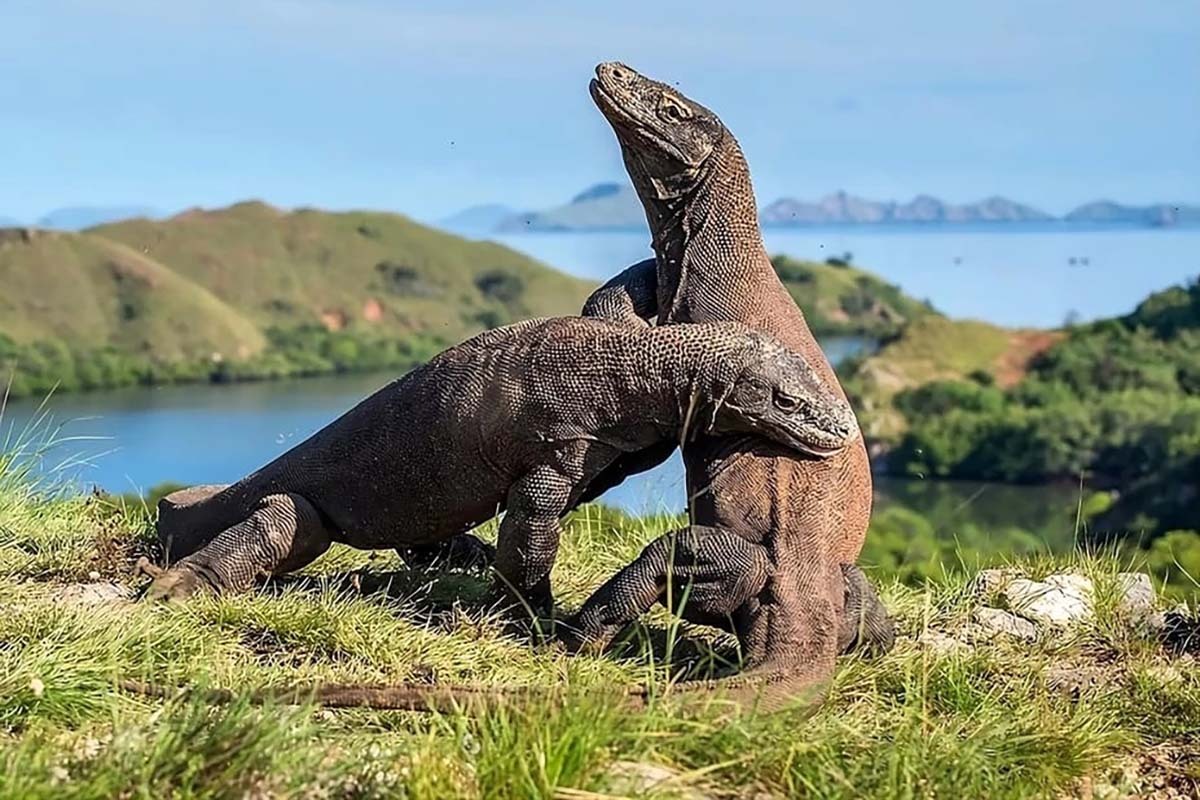 Komodo Island Day Tour