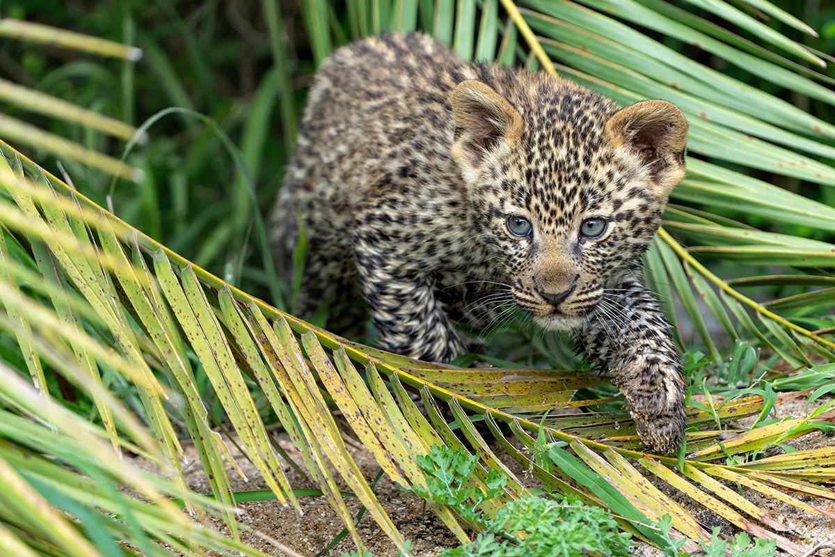 Kruger National Park