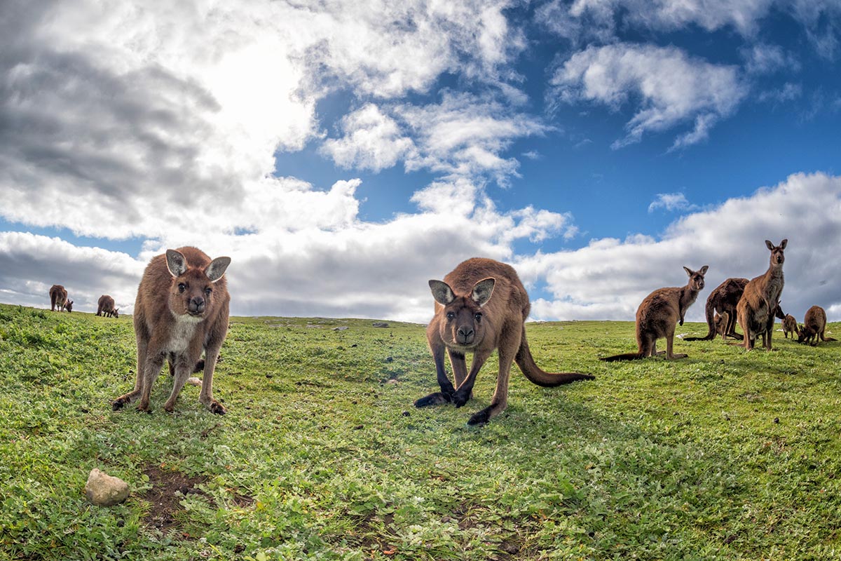 Kangaroo Island, South Australia