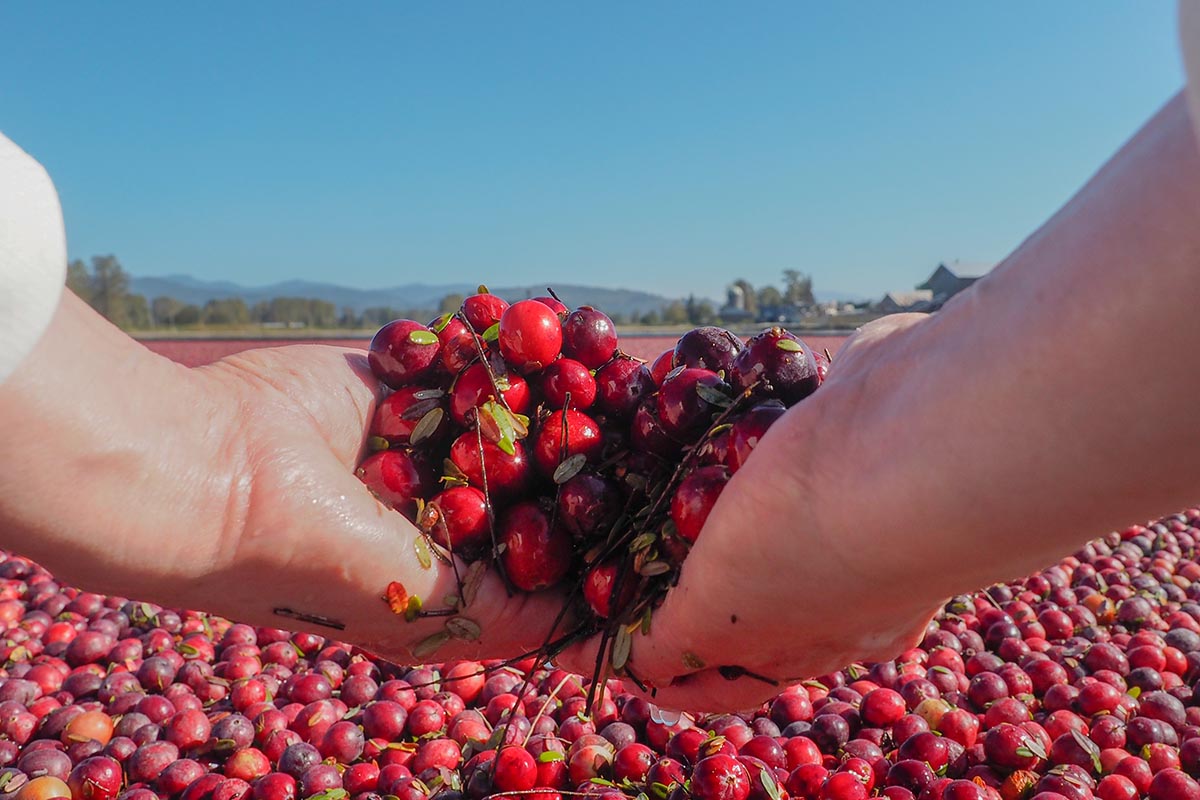 Cranberry Farm, Muskoka