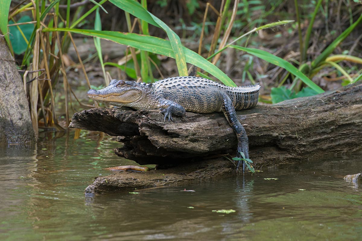 Swamp & Bayou Tour