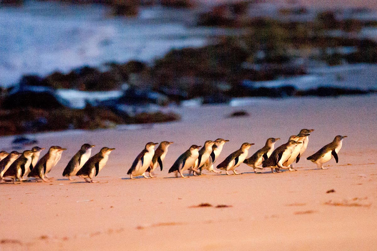 Penguin Parade, Phillip Island, Australia