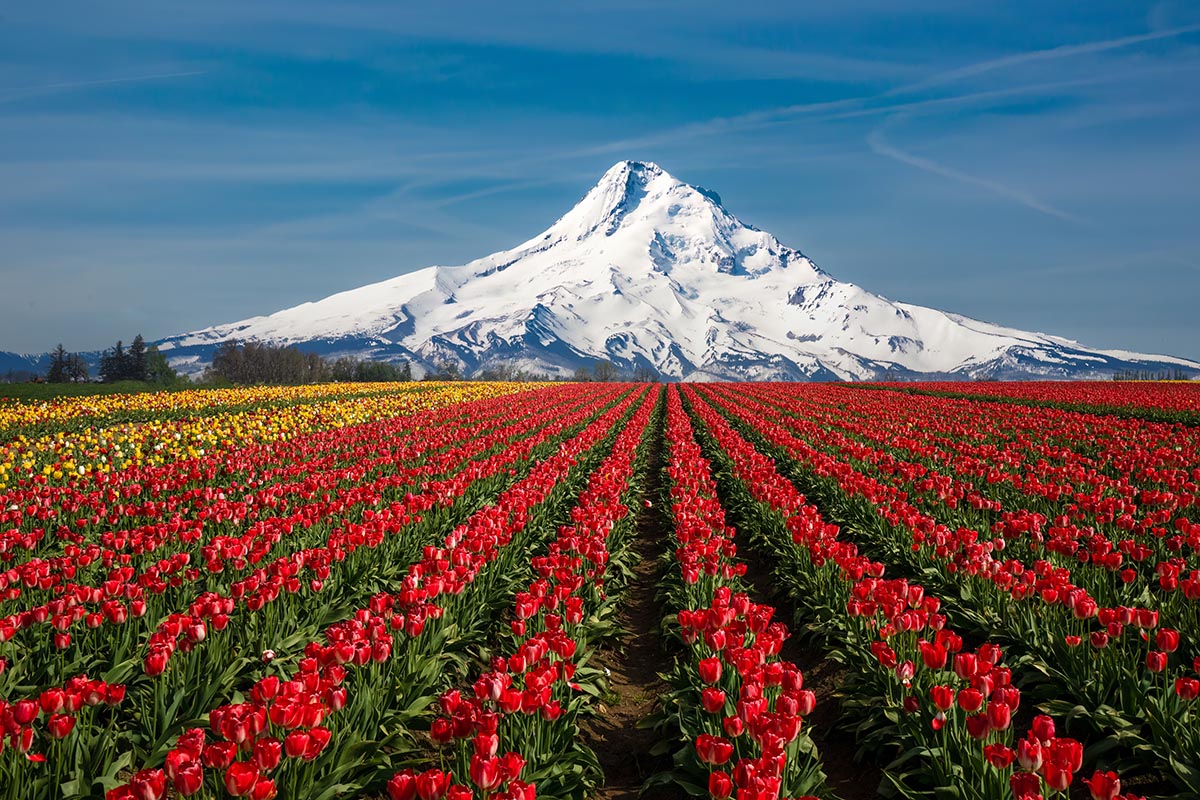 Mt. Hood, Oregon