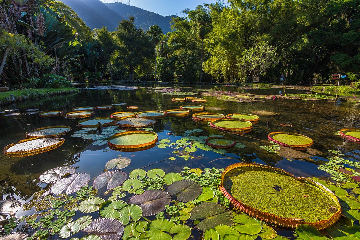 Tijuca Rainforest, Rio de Janeiro