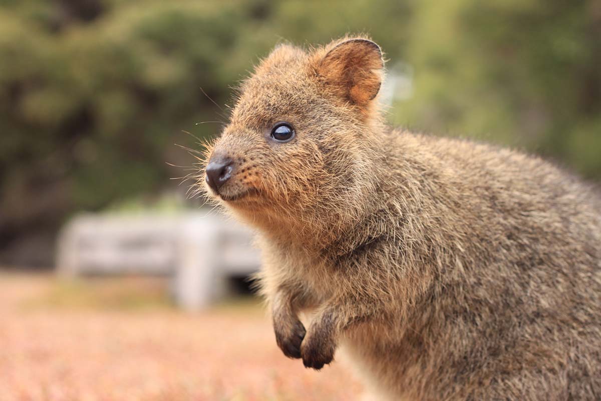 Rottnest Island, WA - Credit Tourism Australia