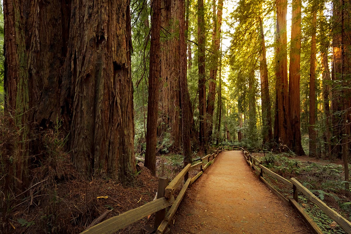 Muir Woods, California