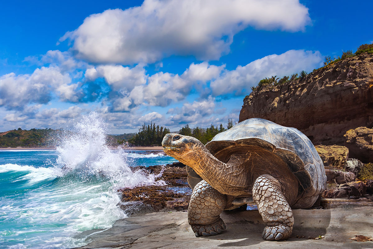 Giant Tortoise