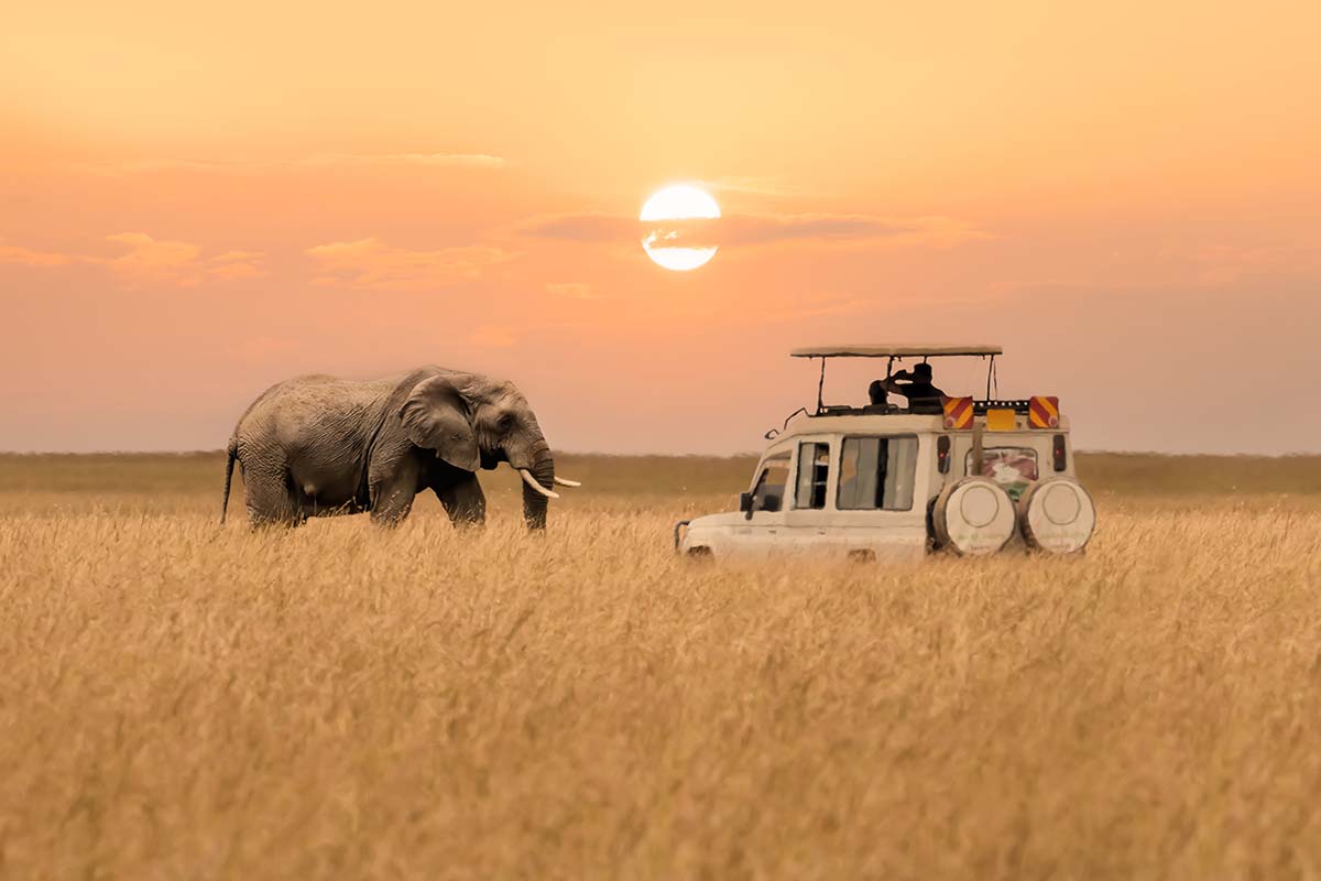 South Africa Safari