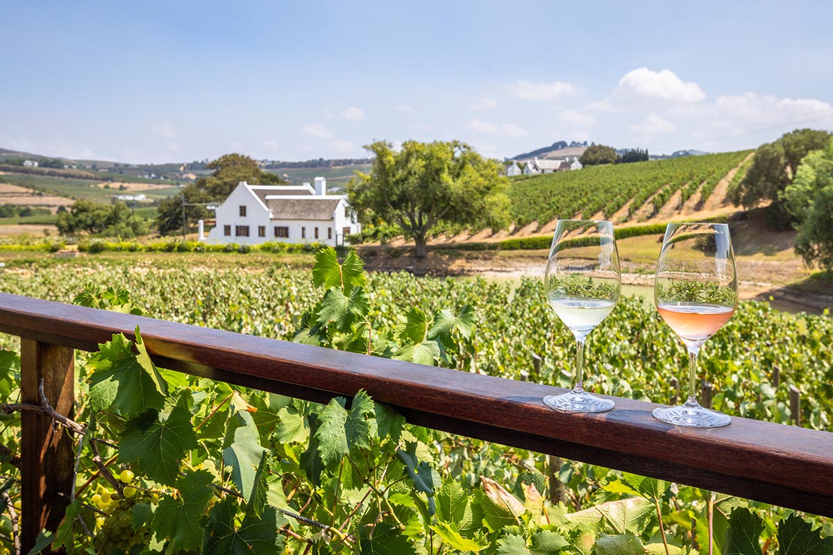 Constantia Winelands Experience