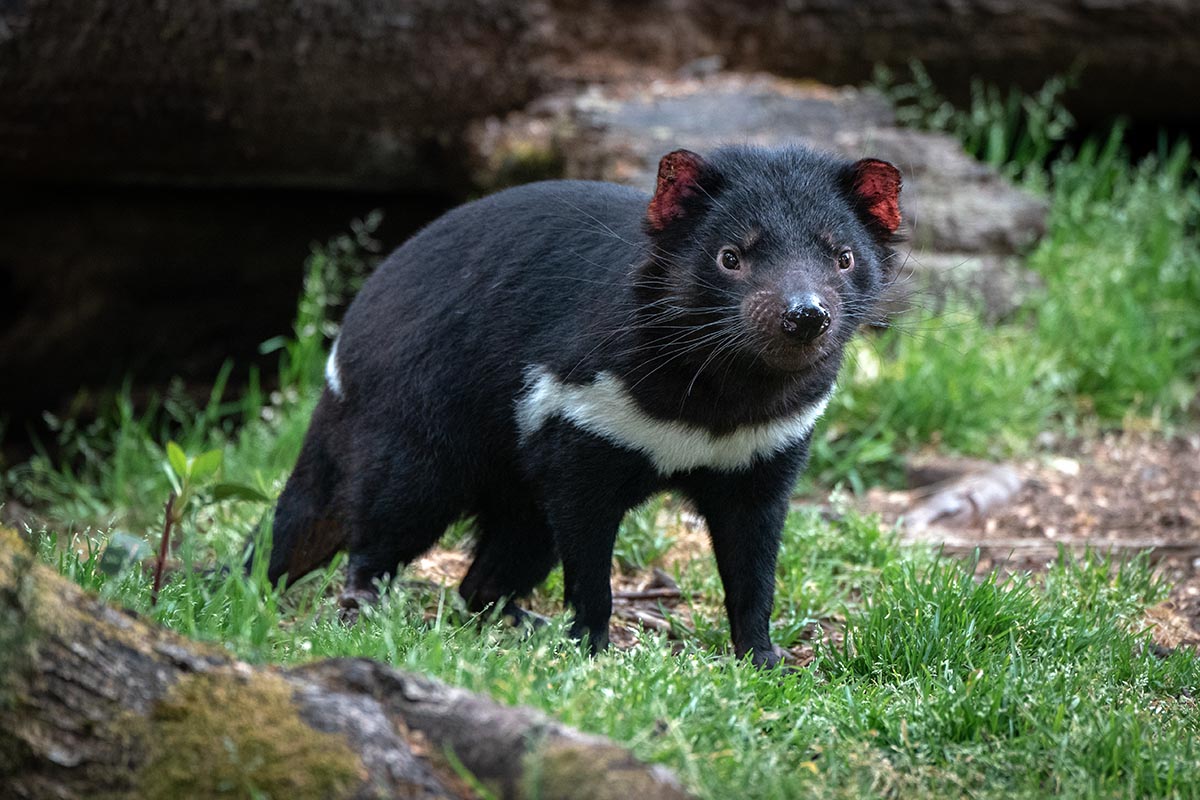 Tasmanian Devil After Dark Feeding Experience