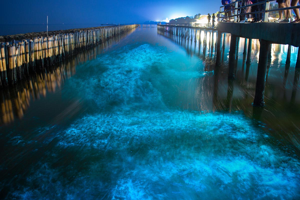 Bioluminescence Snorkelling Experience