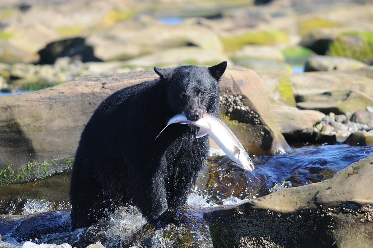Tofino Bear Watching in Clayoquot Sound