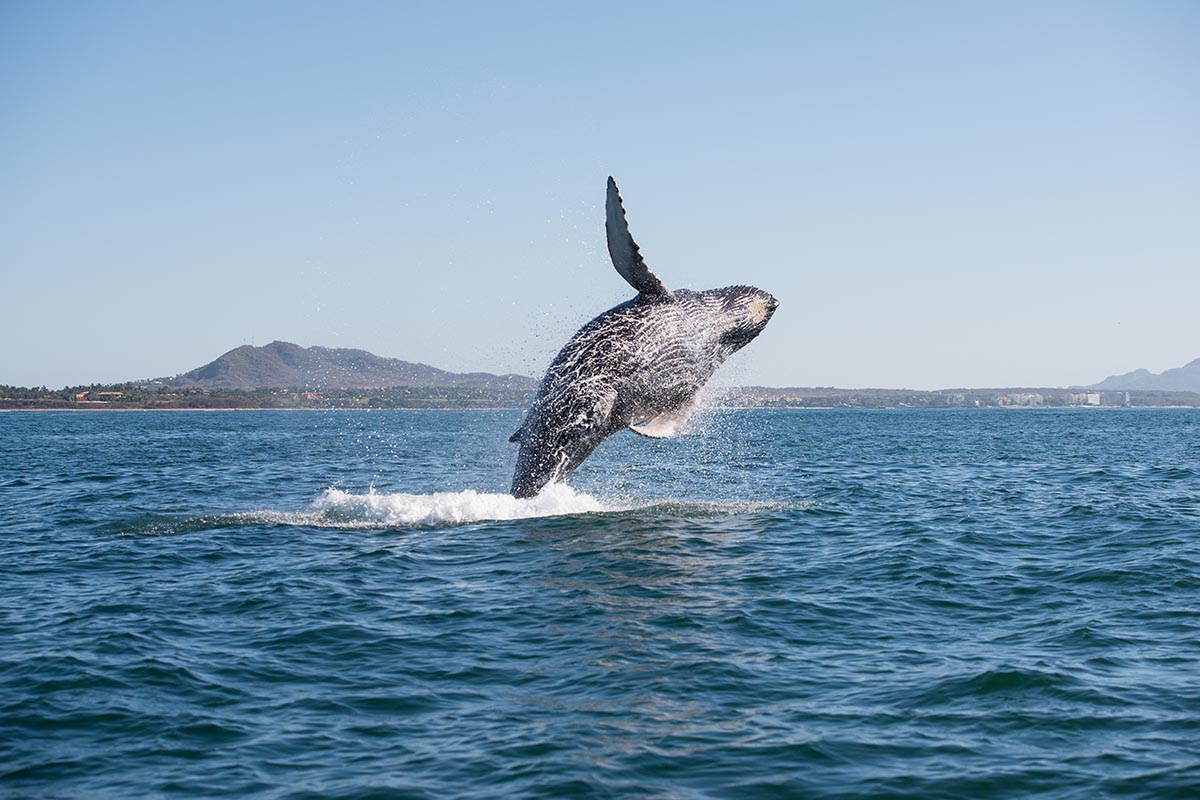 Whale Watching by Covered Vessel in Tofino