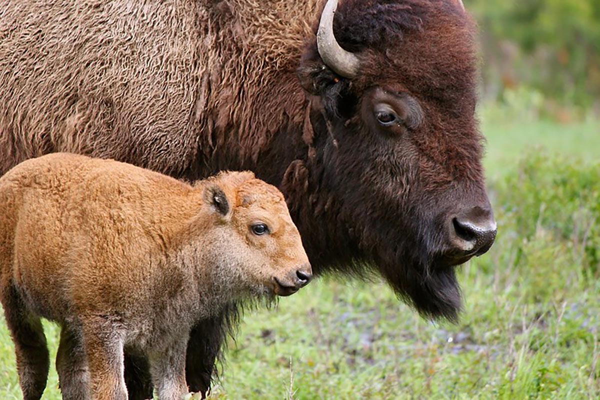 Triple Creek Ranch Buffalo