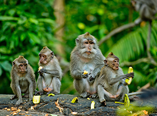 Monkey Forest, Ubud Swing, Waterfalls & Rice Terraces